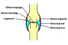 Eklem Kapsülü Özellikleri ve Faydaları Nelerdir?