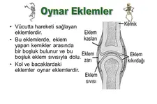 Oynar Eklem Özellikleri ve Faydaları Nelerdir?