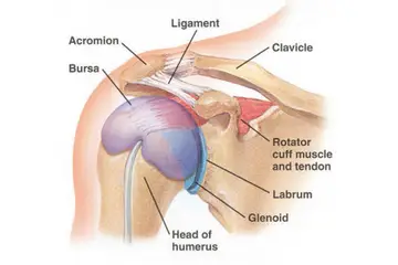 Glenohumeral Eklem Özellikleri ve Faydaları Nelerdir?